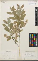 Foto von Salix glauca L.